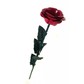 Червена роза вечен подарък за 8 март