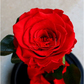 Вечна свежа трайна 10 години роза в стъкленица