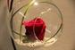 Роза в стъкленица вечна